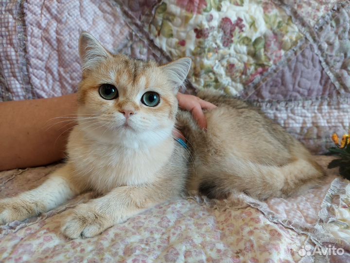 Британская девочка