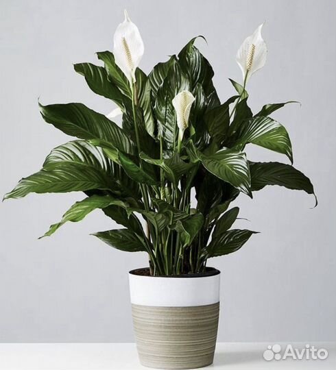 Спатифиллум