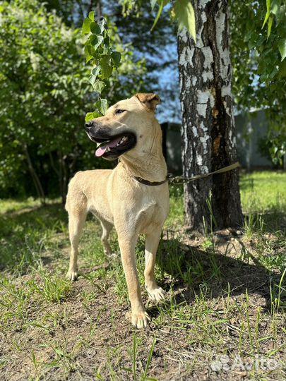 Крупная собака с шикарным характером