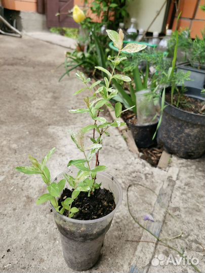 Ива Хакуро Нишики