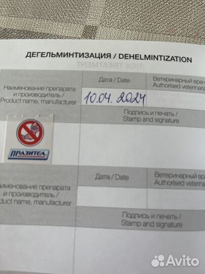 Щенки пекинеса