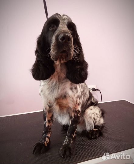 Русский охотничий спаниель вязка