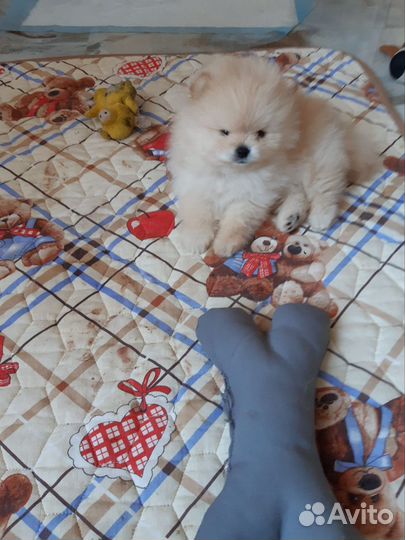 Померанский шпиц медвежьего типа