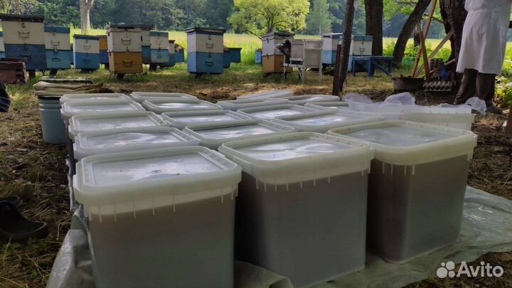 Мед цветочный, урожай 2023 г. Отправим в регионы