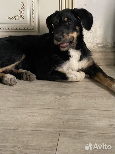 Собака в добрые руки