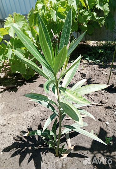 Олеандр цветущий ярко малиновый