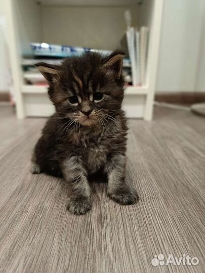 Котята мейн-кун