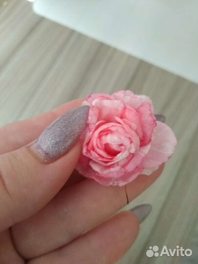 Комнатное растение бальзамин