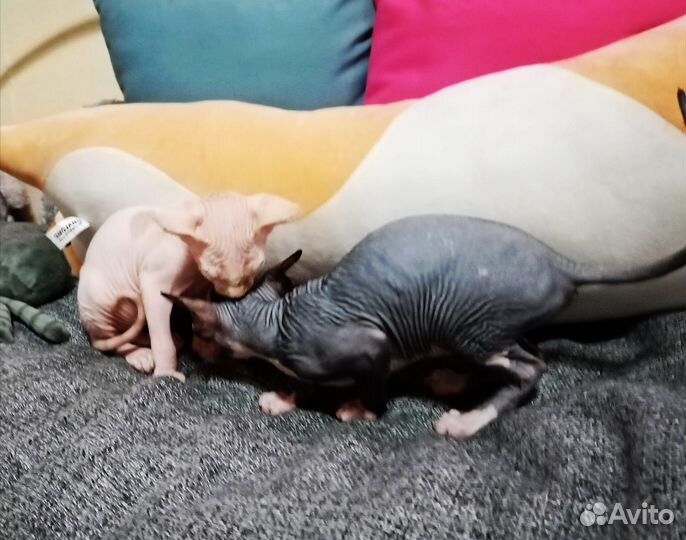 Канадский сфинкс