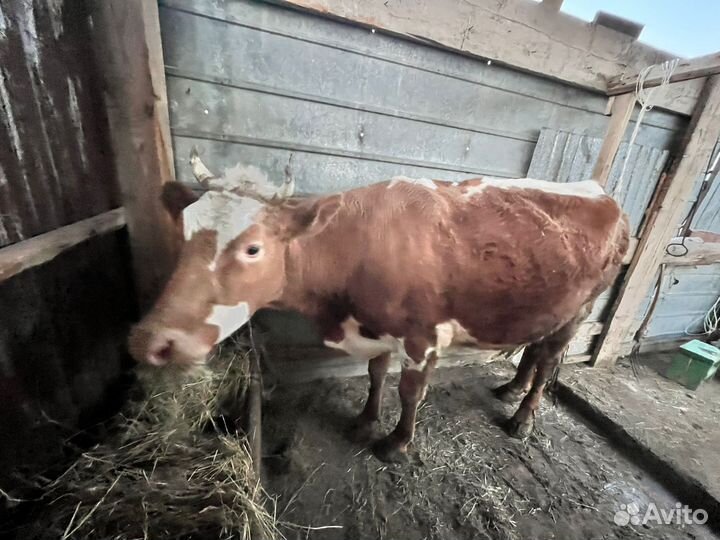 Корова дойная с теленком