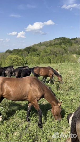 Джиппинг,Экскурсии,Квадроциклы