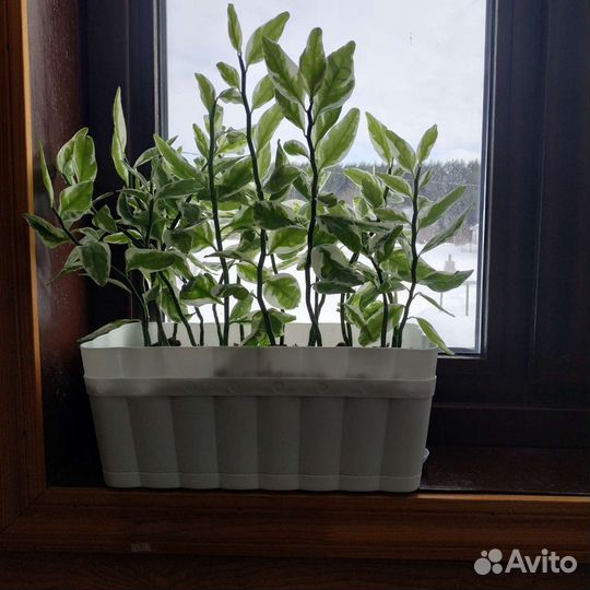 Комнатные цветы