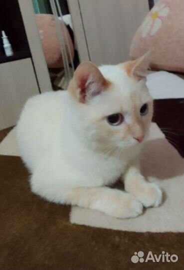Котик в добрые руки
