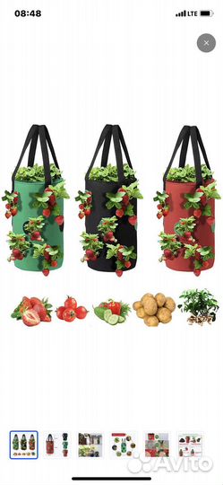 Рассада клубники