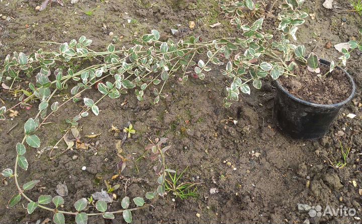 Бересклет форчуна