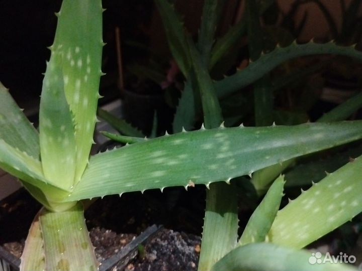 Монстера манки маск