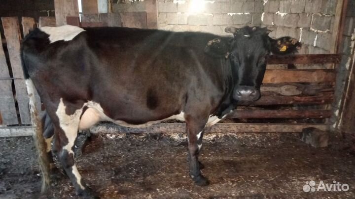 Корова дойная