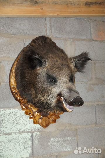 Чучела на медольене