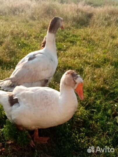 Гуси