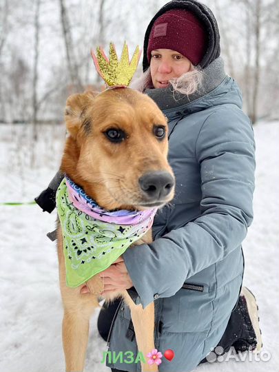 Пес милаха в приюте ждет свою семью
