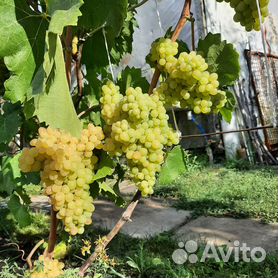 Саженцы винограда - купить в Саратовской области