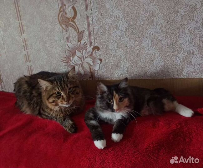 Передержка