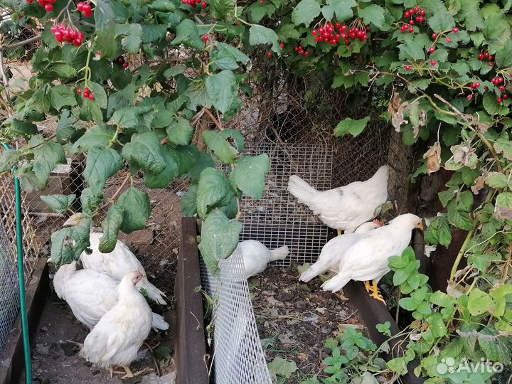 Бел.леггорн,брама,индюшата