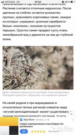 Клематис мелкоцветковый жгучий