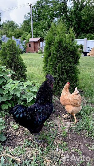 Петух ухейилюй