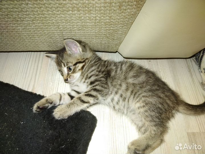 Мейн-кун бесплатно