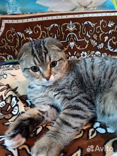 Британский вислоухий кот вязка