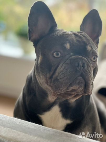 Вязка собак