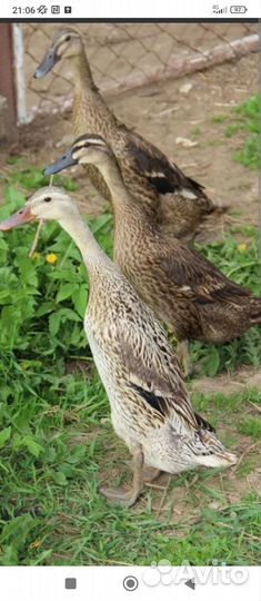 Утка Индийский бегунок