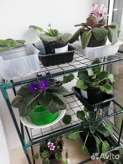 Комнатные растения