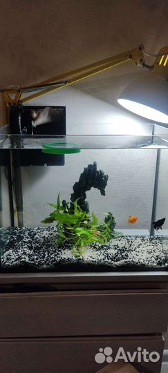 Аквариум с рыбками
