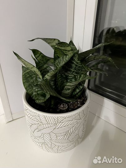 Сансевиерия