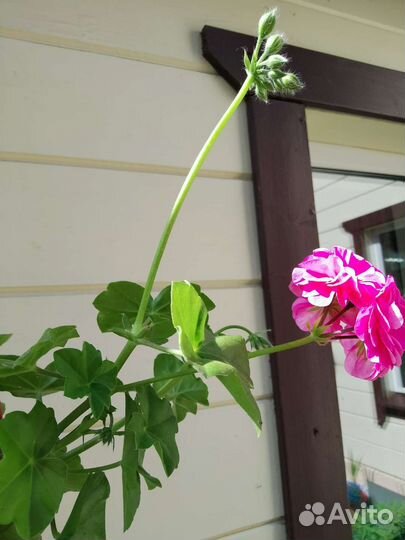 Пеларгония