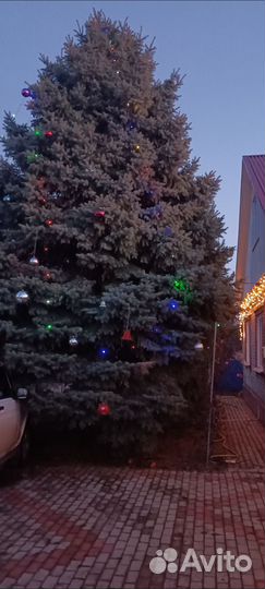 Ель голубая