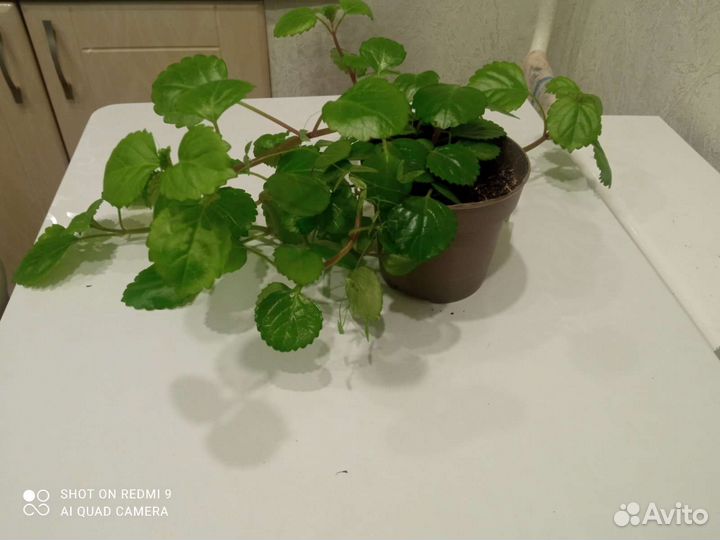 Комнатное растения(Плектрантус мутовчатый)