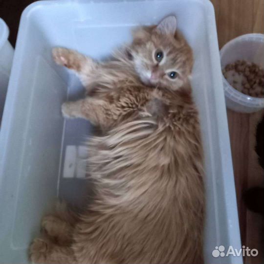 Котик подросток до года