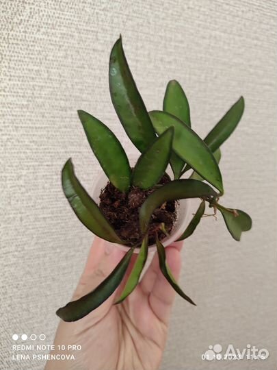 Хойя вайети