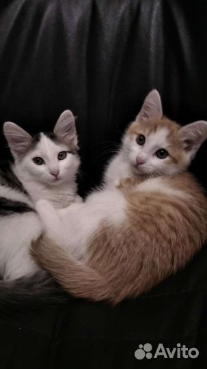 Котята в добрые руки бесплатно