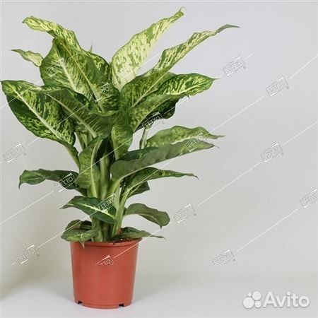 Диффенбахия Марс Dieffenbachia Mars 60/17
