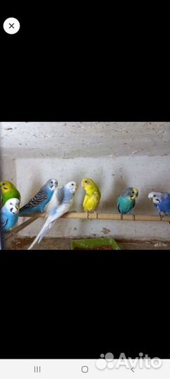 Волнистый попугай девочка