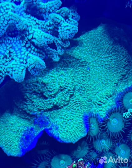 Живые кораллы