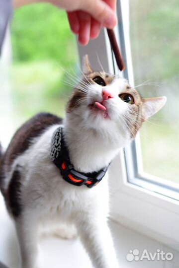 GPS для животных