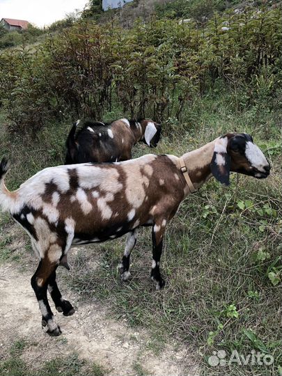 Козы дойные, козел на племя