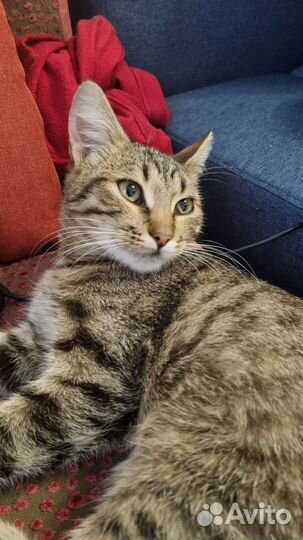 Кошка
