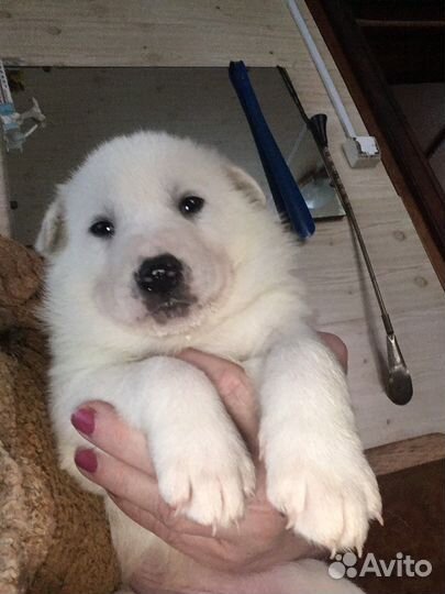 Щенки лабрадора