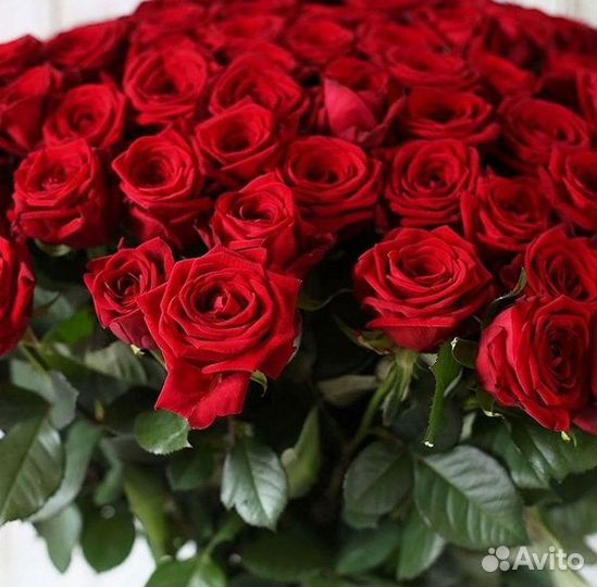 Высокие розы Гигантские розы Доставка цветов